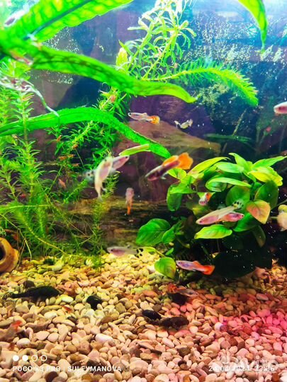 Гуппи самцы