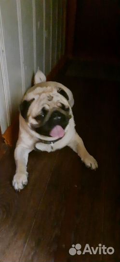 Мопс вязка мальчик