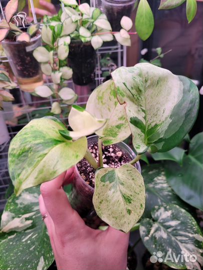 Сциндапсусы,эпипремнумы 2