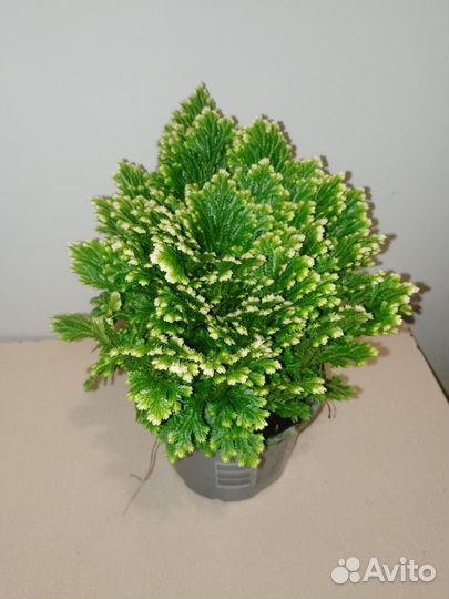 Силагинелла растение