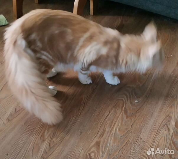 Котята мейн-кун