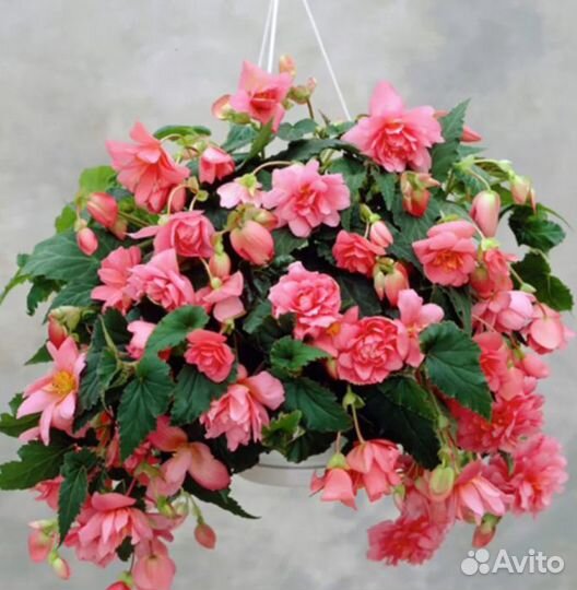 Бегонии махровая, ампельная, на подарок колеус