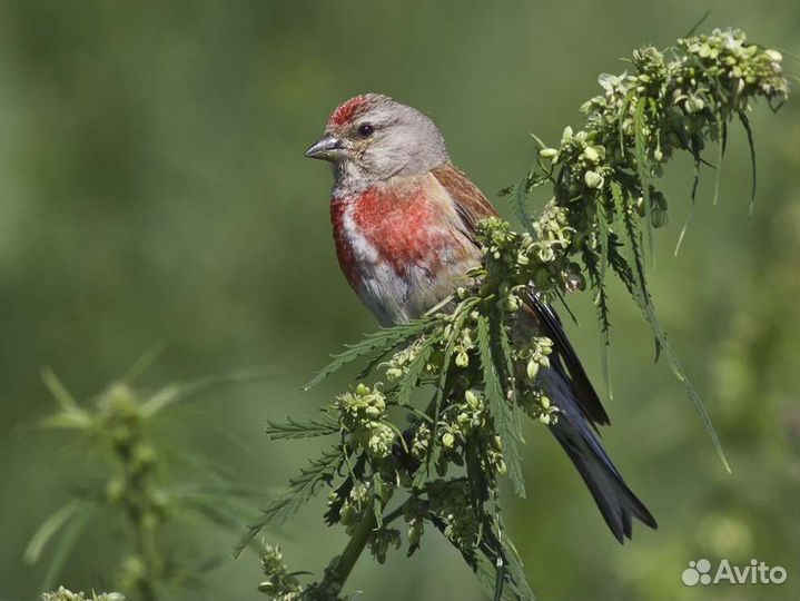Все виды певчих птиц