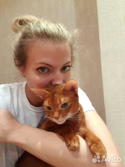 Зооняня, зоотакси, передержка животных