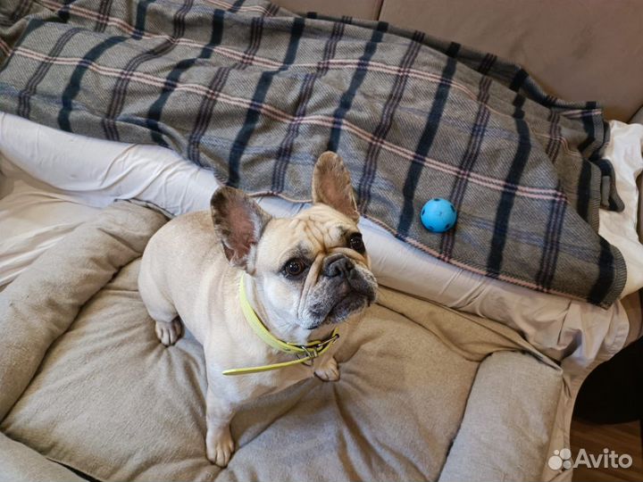 Собака французский бульдог