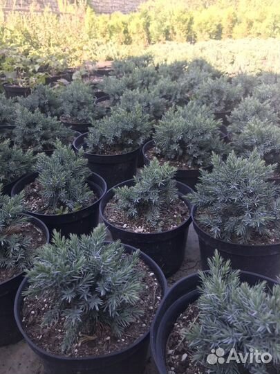 Хвойники. Деревья. Ели, сосны, туи, можжевельники