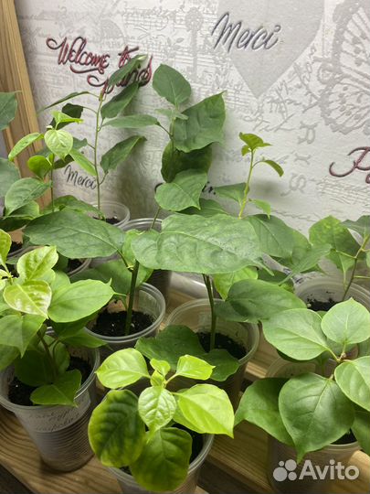 Бугенвиллея