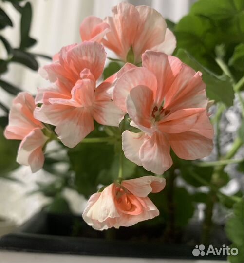 Герань пеларгония