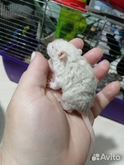 Крыса крысята дамбо