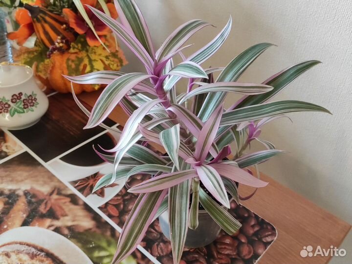 Рео полосатый