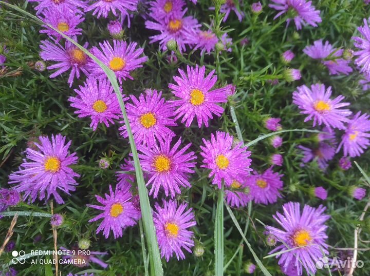 Астра бельгийская (сентябринка) многолетник