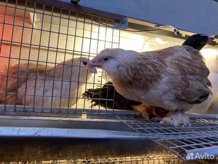 Брудер для цыплят б/у