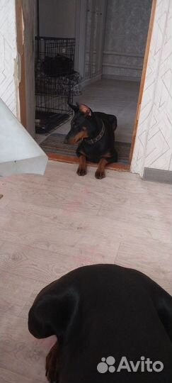 Доберман в хорошие руки