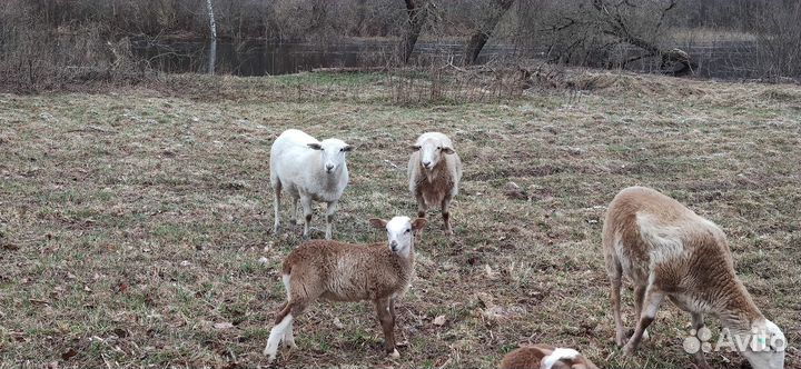 Баран на племя