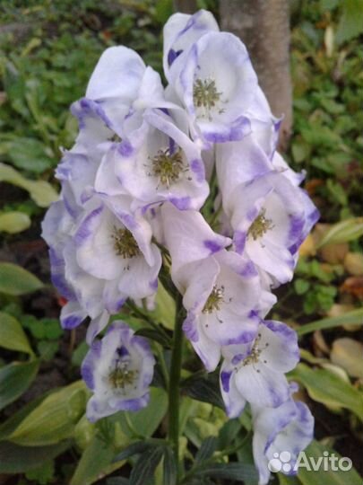 Аконит Фишера