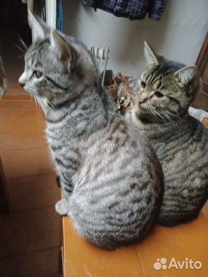 Отдам в добрые руки