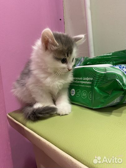 Котята в дар бесплатно