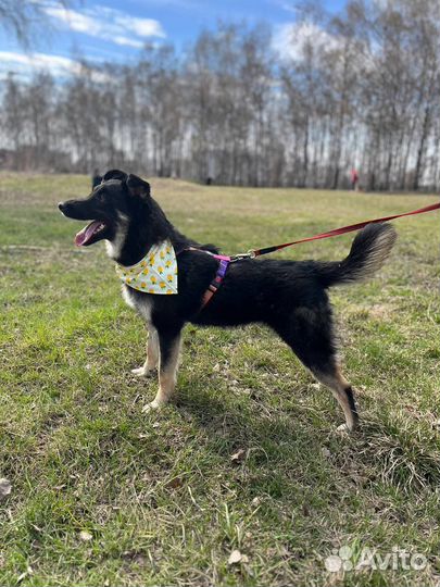 Классная собака ждет своего человека