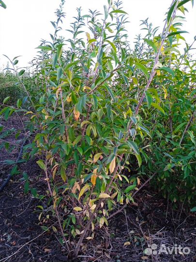 Кустарники бирючина