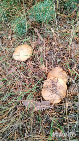 Свежие грибы зеленушка, рядовка