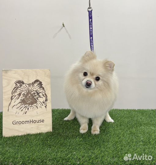 Стрижка собак, груминг животных