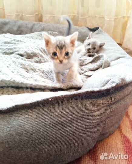 Подарю котят н счастье