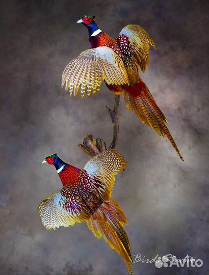 Чучело глухарь утка тетерев фазан