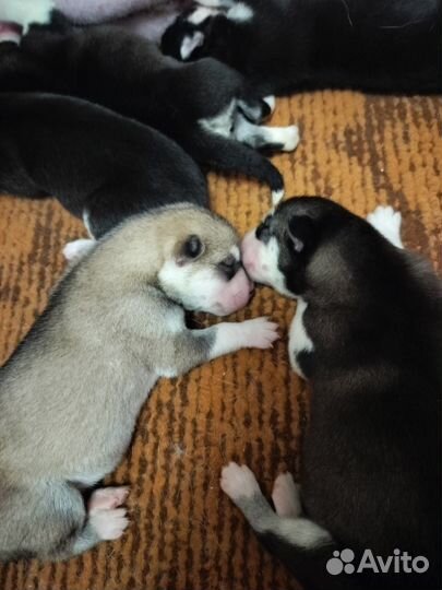 Продаю щенков хаски