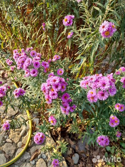 Астра многолетняя