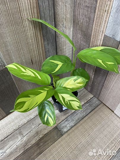 Ктенанта лубберса Е. Морре, Голден Мозаик