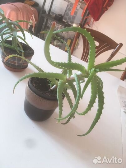 Алоэ столетник