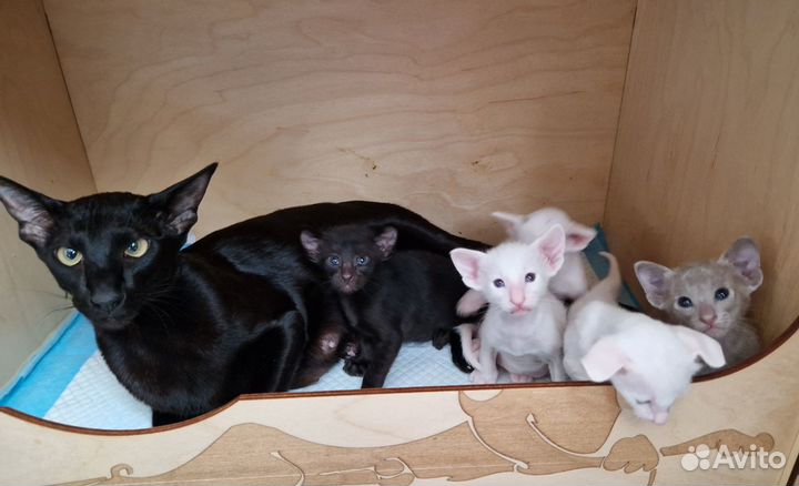 Ориентальные котята