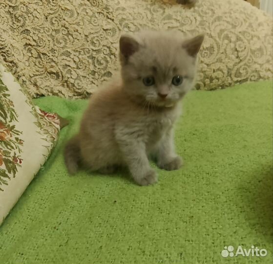 Британские котята