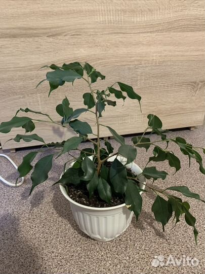 Фикус бенджамина