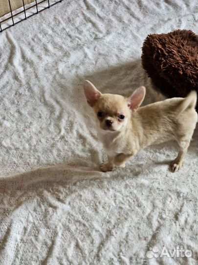 Чишки-детишки