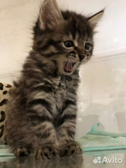 Локки и Лакки ищут свой Дом