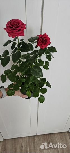 Комнатная роза