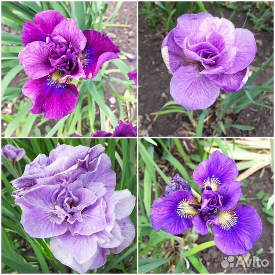 Ирисы сортовые 1