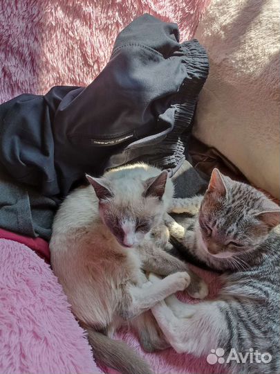 Пропали 2 кота