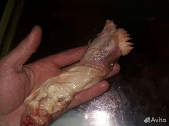 Корм для домашних животных