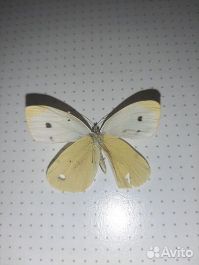 Набор бабочек