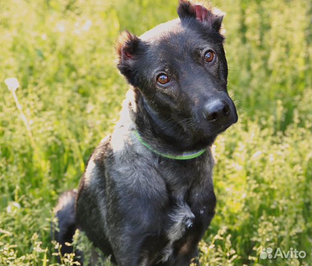 Весёлый малышок Граф в добрые руки