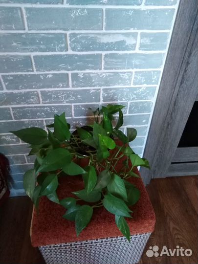 Комнатные растения