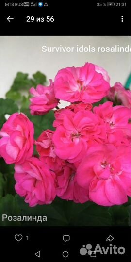 Пеларгония герань