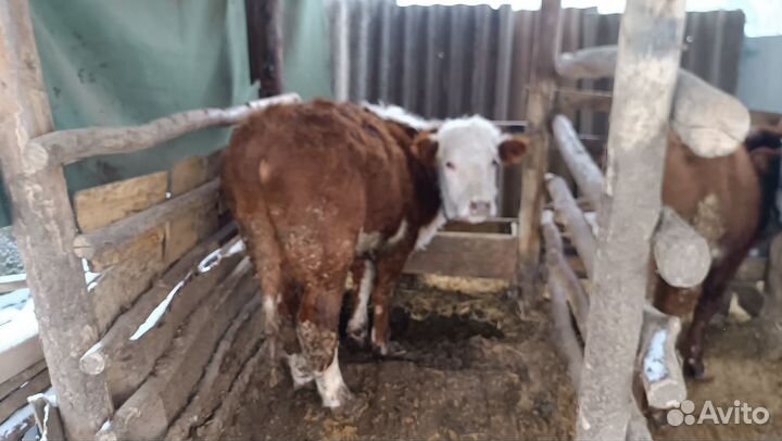 Номер хозяина скину пищите