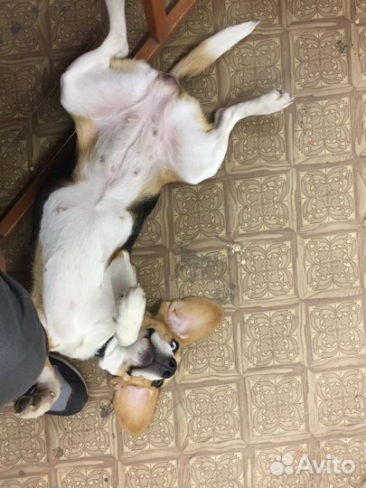 Зоогостиница для собак