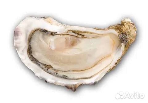 Приморские устрицы, шт