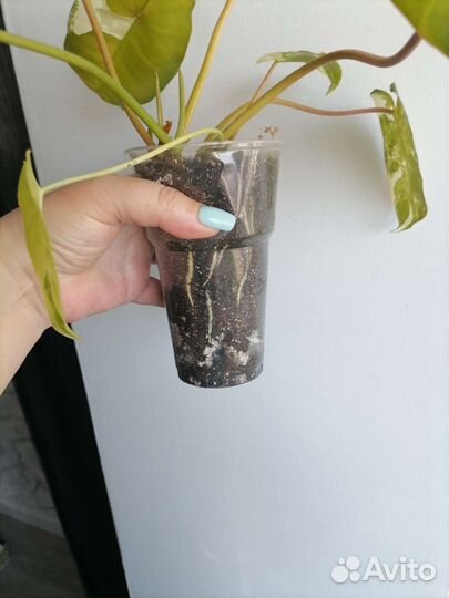 Филодендрон бурле макс