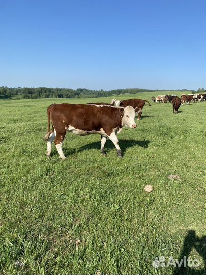 Продам нетелей породы герефорд