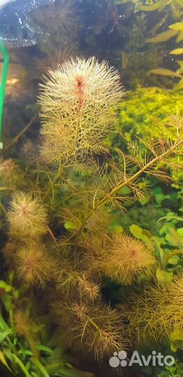 Аквариумные растения обмен на креветок